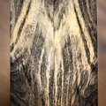 Buckeye Burl - Spalted Buckeye Knife Scales - Stabilized - burl-71