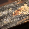 Buckeye Burl - Book Matched - Knife Scales - Stabilized - Flattened - burl-61